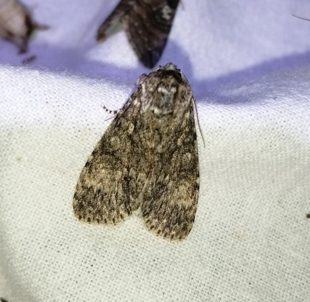 Acronicta megacephala - nagyfejű szigonyosbagoly