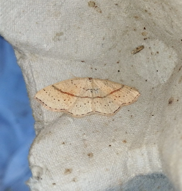 Cyclophora punctaria - sávos pettyesaraszoló