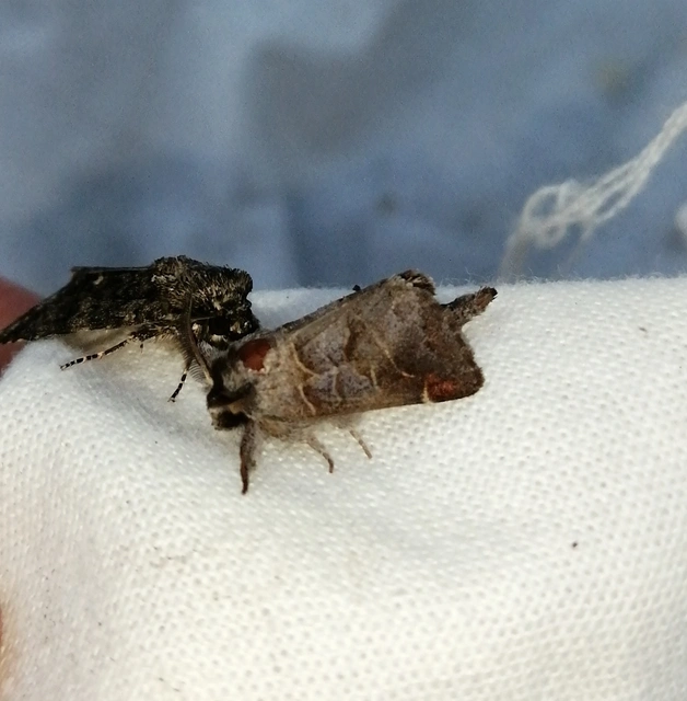 Clostera pigra - apró levélszövő