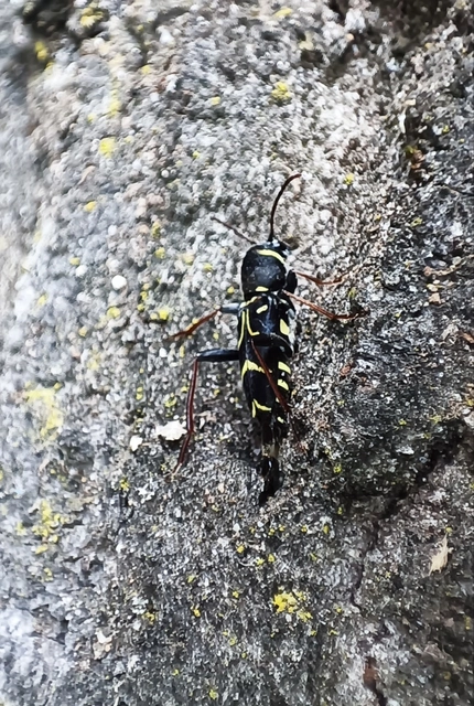 Xylotrechus antilope - fürge darázscincér