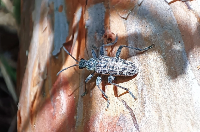 Rhagium inquisitor - fenyves-tövisescincér