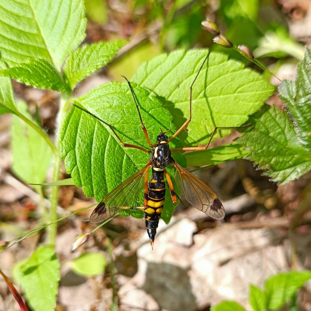 Diptera - Kétszárnyúak
