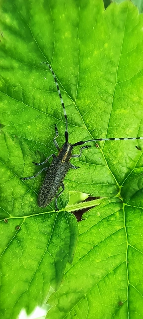 Agapanthia villosoviridescens - fehérgyűrűs bogáncscincér