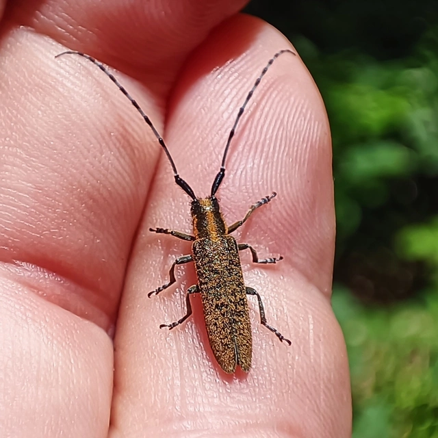 Agapanthia villosoviridescens - fehérgyűrűs bogáncscincér