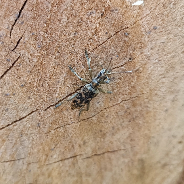 Rhagium sycophanta - tölgyes-tövisescincér