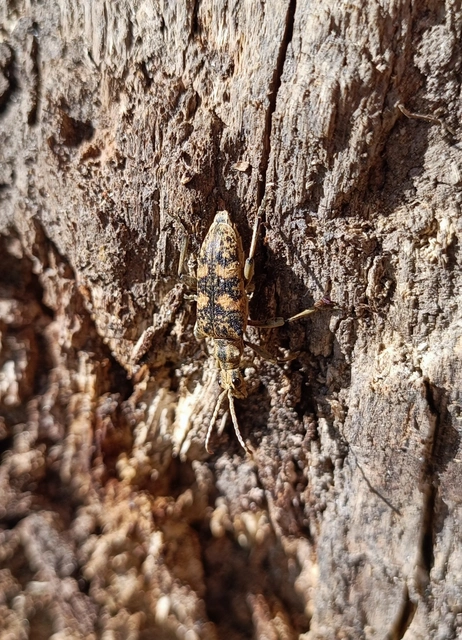 Rhagium sycophanta - tölgyes-tövisescincér
