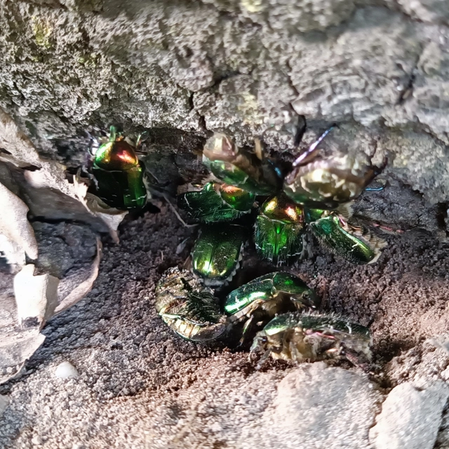 Cetonia aurata - aranyos virágbogár