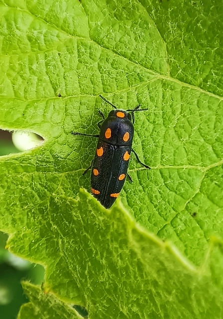 Ptosima undecimmaculata - sárgafoltos díszbogár