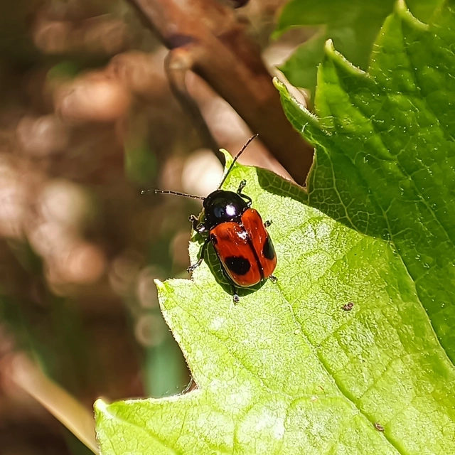 Cryptocephalus bipunctatus - kétpettyes zömökbogár