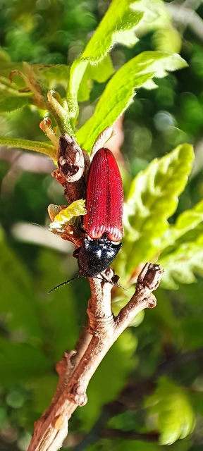 Ampedus