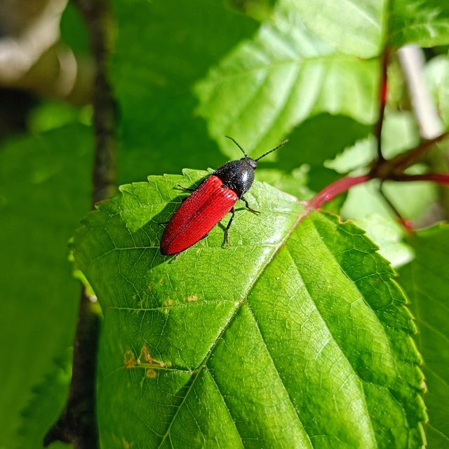 Ampedus
