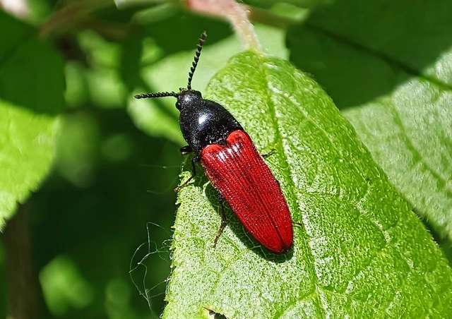 Ampedus