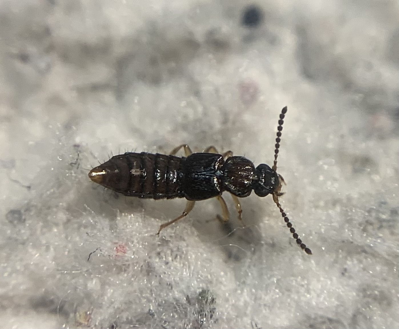 Oxytelus sculptus - ráncos korhóholyva