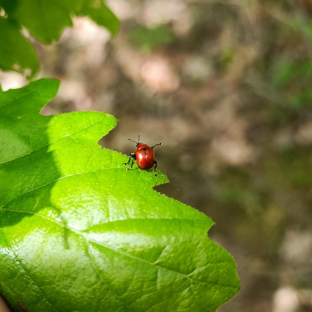 Attelabus nitens - tölgy-levélsodró
