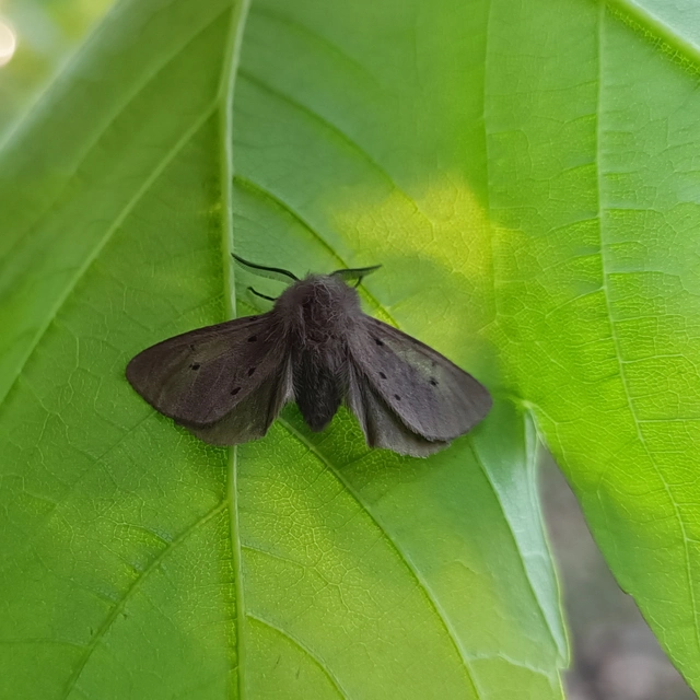 Diaphora mendica - felemás medvelepke