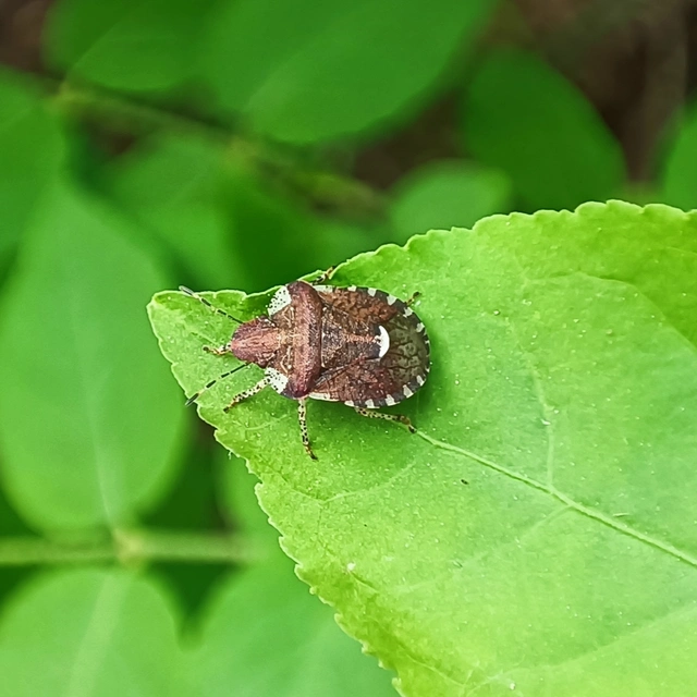 Dyroderes umbraculatus Dyroderes umbraculatus