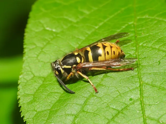 Vespula