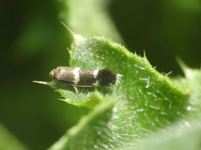 Elachista