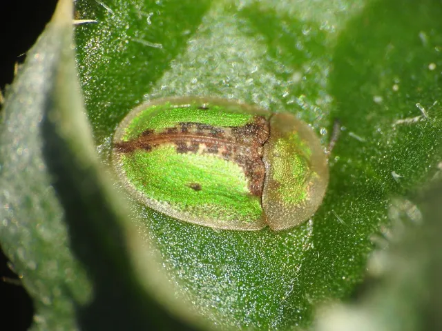 Cassida vibex - szőrös pajzsbogár Cassida vibex - szőrös pajzsbogár