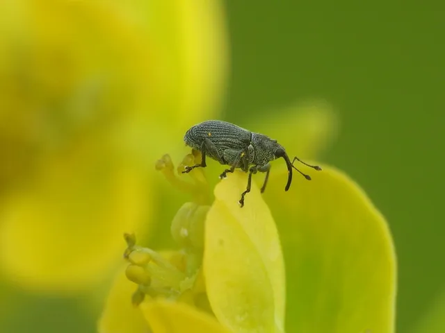 Ceutorhynchus obstrictus - repcebecő-ceutormányos