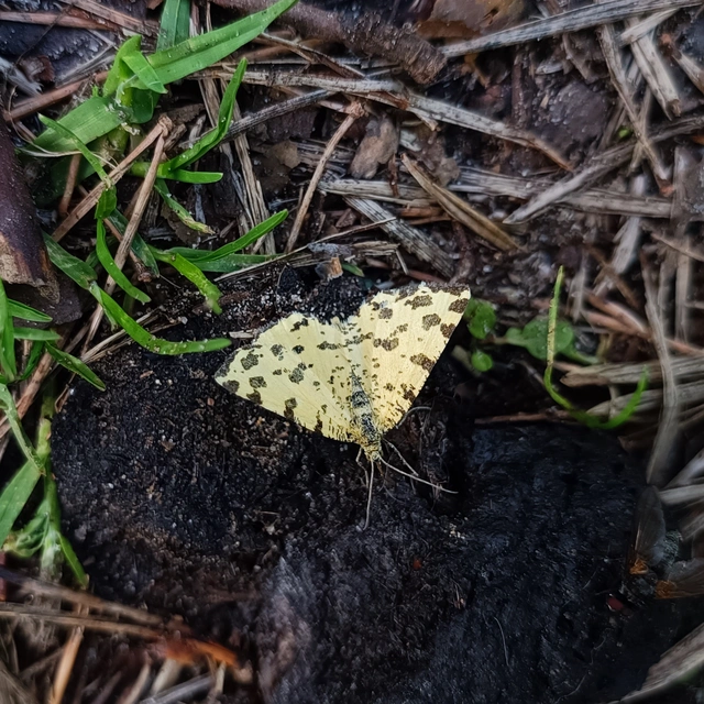 Pseudopanthera macularia - párducfoltos araszoló
