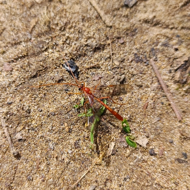 Ophion obscuratus