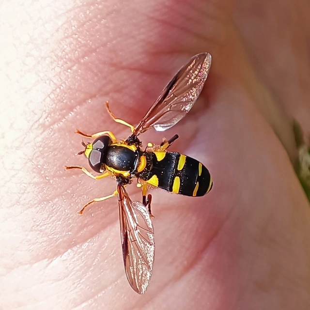 Diptera - Kétszárnyúak