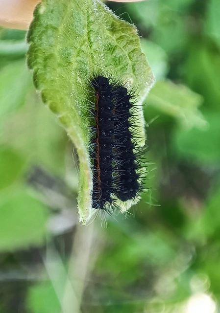 Saturnia pavoniella/pavonia