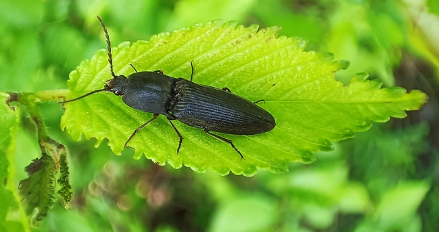 Elateridae - pattanóbogárfélék