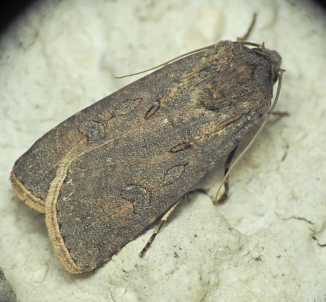 Agrotis segetum - vetési földibagoly