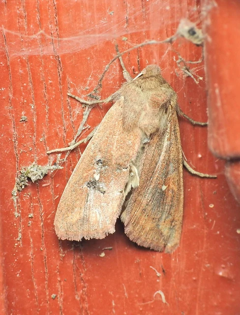 Mythimna albipuncta - fehérpettyes rétibagoly