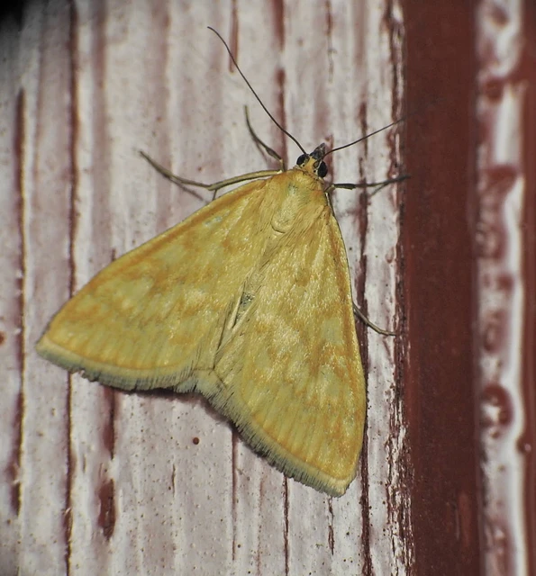 Ostrinia nubilalis - kukoricamoly