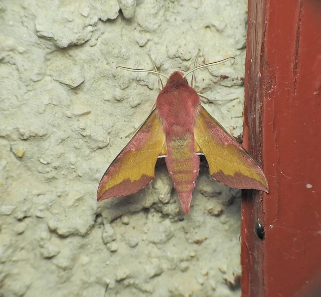 Deilephila porcellus - piros szender