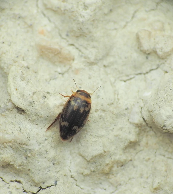 Laccophilus poecilus - tarka bukóbogár