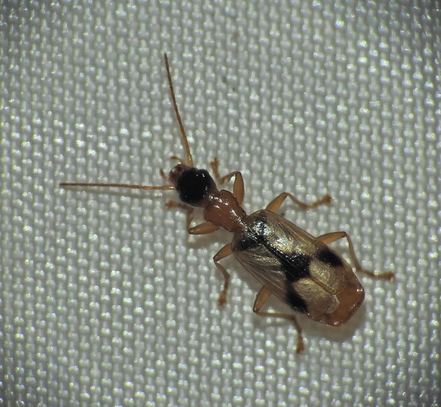 Demetrias imperialis - háromfoltos nádfutó