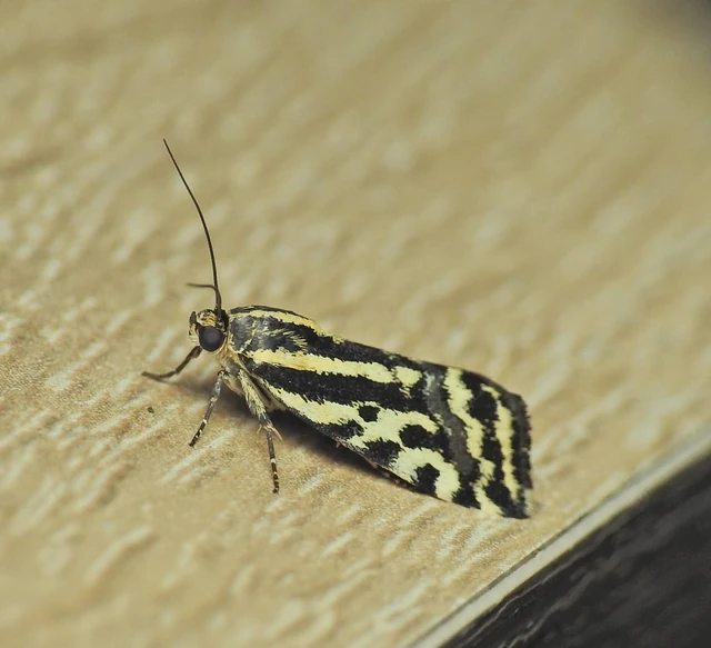 Emmelia trabealis - zebrabagoly