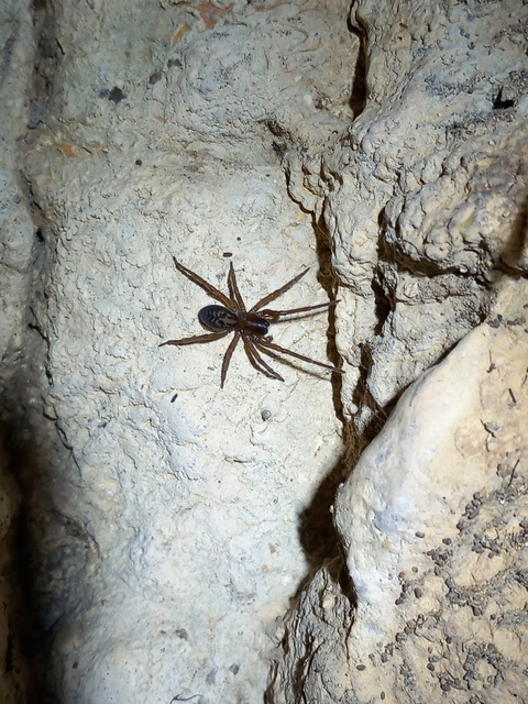 Amaurobius ferox - nagy eretnekpók