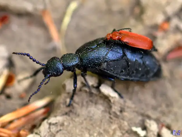 Pyrochroa serraticornis - közép-bíborbogár