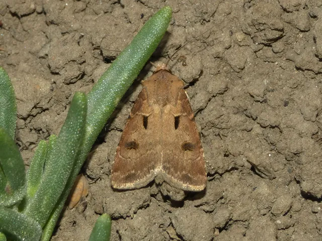 Agrotis exclamationis - felkiáltójeles földibagoly