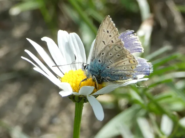 Polyommatus icarus - közönséges boglárka