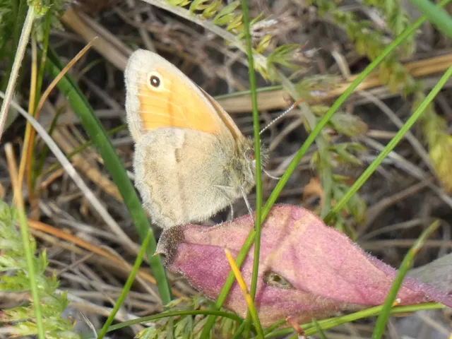 Coenonympha pamphilus - kis szénalepke