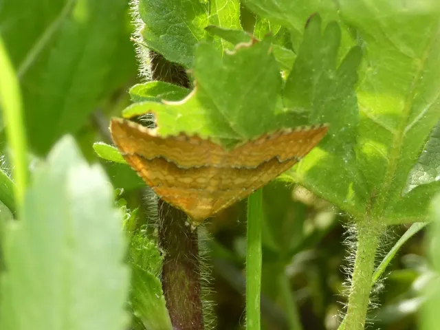 Camptogramma bilineata - kétvonalas sávosaraszoló
