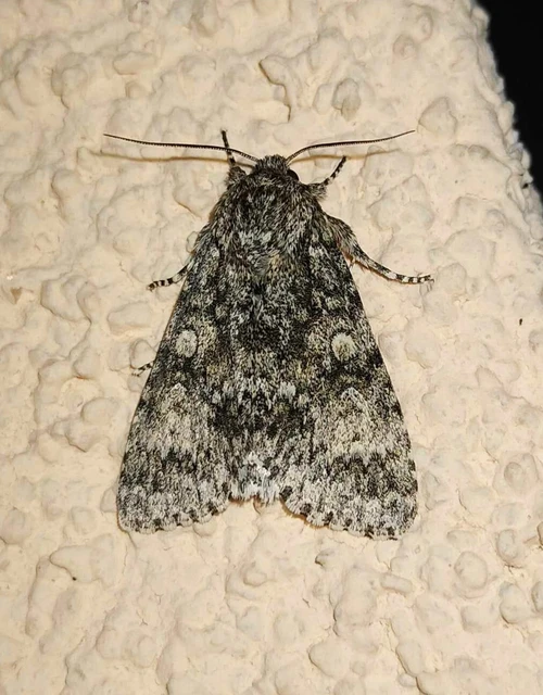 Acronicta megacephala - nagyfejű szigonyosbagoly