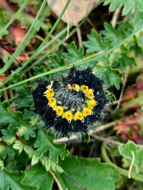 Saturnia pavoniella/pavonia
