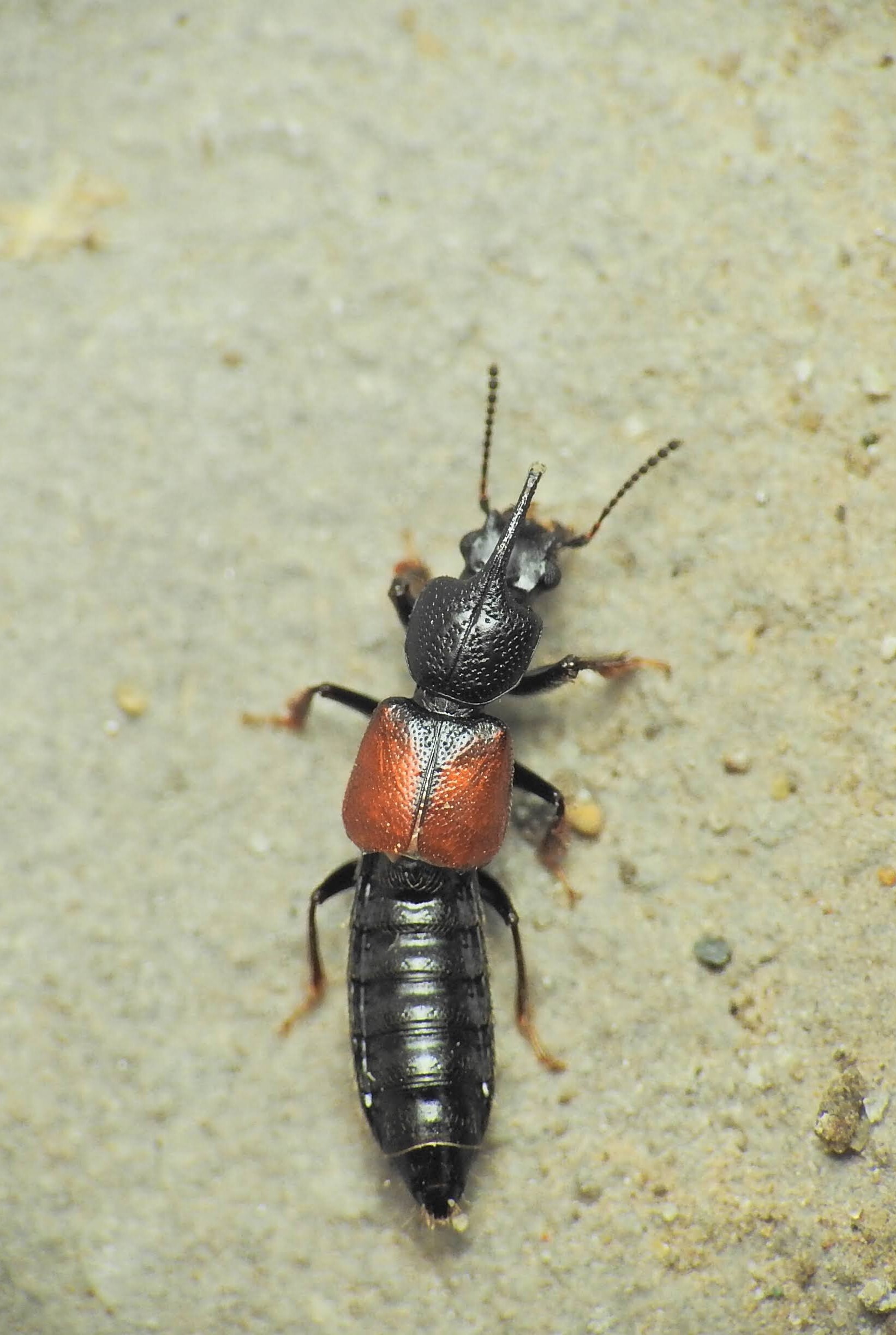 Bledius spectabilis - sókedvelő ásóholyva