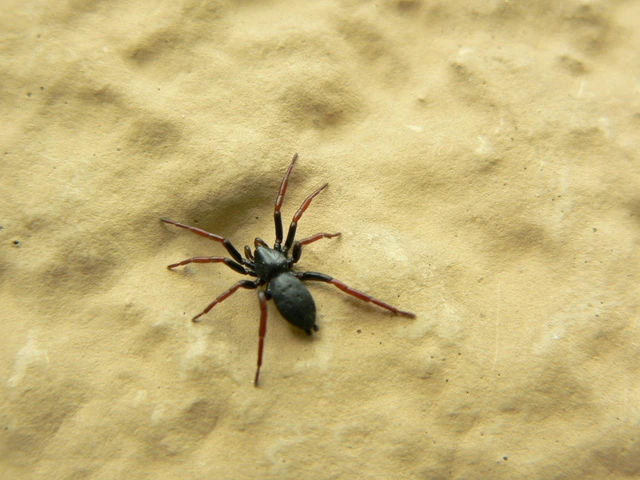 Trachyzelotes pedestris - vöröslábú gyászpók