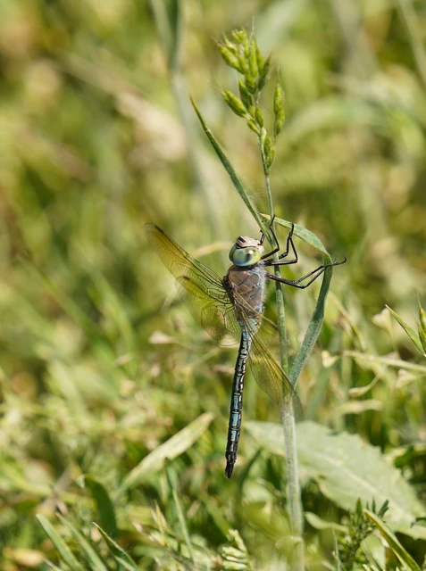 Anax parthenope - barna óriásacsa