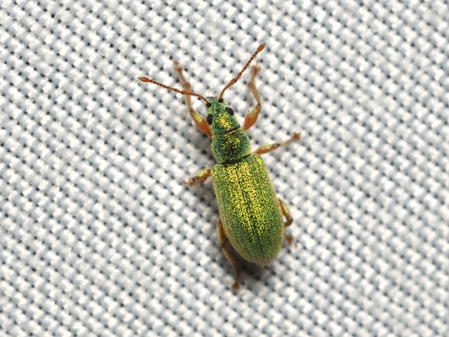 Phyllobius argentatus - ezüstös levélormányos