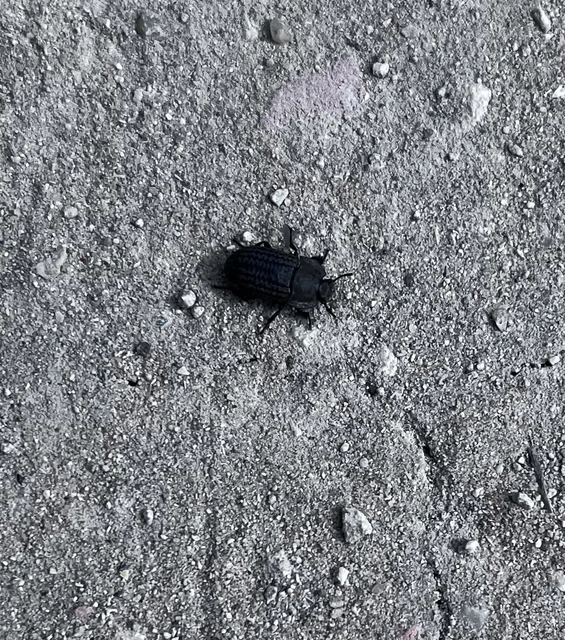 Opatrum sabulosum - sároshátú gyászbogár