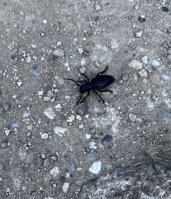 Dorcadion aethiops - fekete gyalogcincér